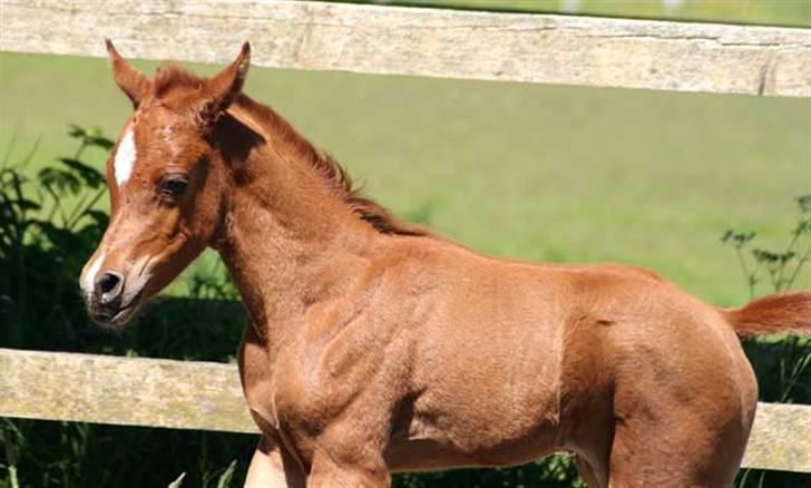 Arabisk fuldblod (OX) Waheds Nadia - Nadia 5 dage. billede 10