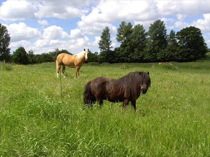 Anden særlig race Bobo - Juni 2010 - på fold billede 1