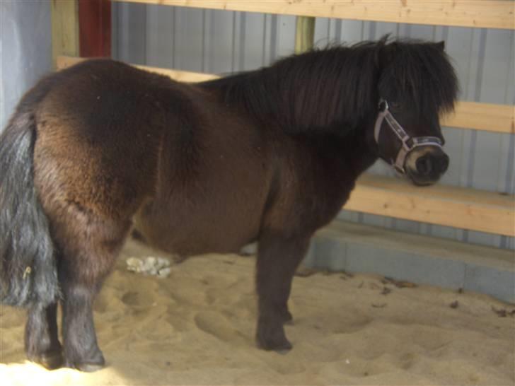 Anden særlig race Bobo billede 2