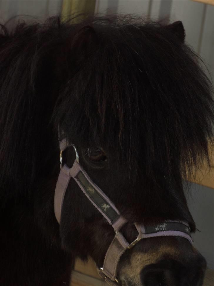 Anden særlig race Bobo billede 3