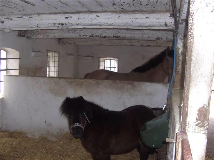 Anden særlig race Bobo billede 4