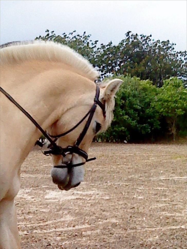 Fjordhest Pyrus SOLGT - 11 billede 7