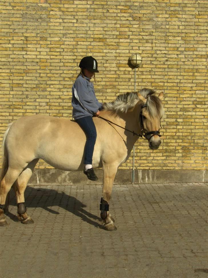 Fjordhest Lucca *søsters*  billede 2