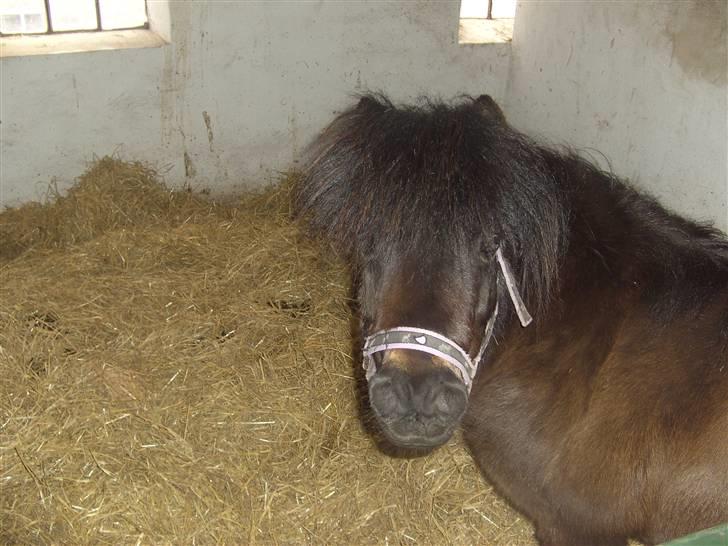 Anden særlig race Bobo billede 5