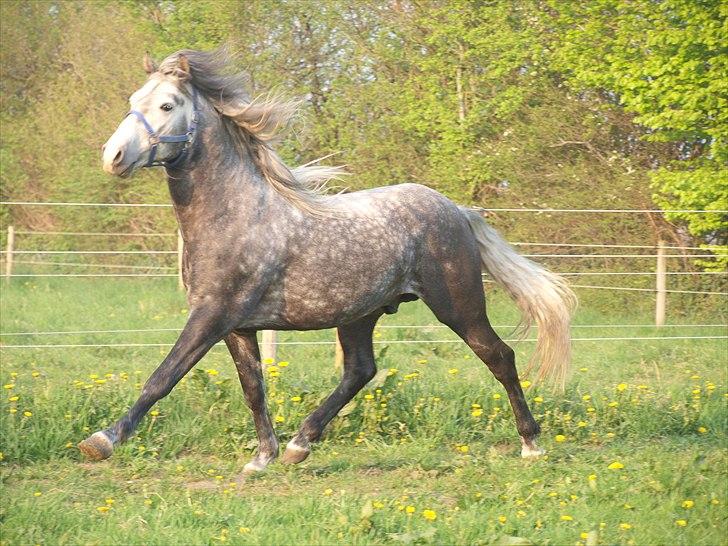 Lusitano Alcaçovas *barbie* - Trave det kan jeg : ) billede 3