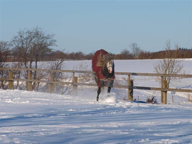 Lusitano Alcaçovas *barbie* billede 4