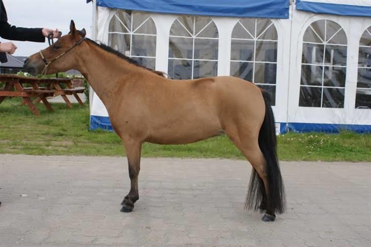 Amerikansk Miniature Kawo's Top Buck Cadeau - smukke til MHCE Danish int. open 2009 - Foto: Pernille Harboe (: billede 4