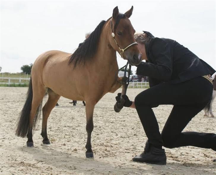 Amerikansk Miniature Kawo's Top Buck Cadeau - Lille frække Cadido ville ikke sætte benene ned d: Foto: trine Bomholt (: billede 5