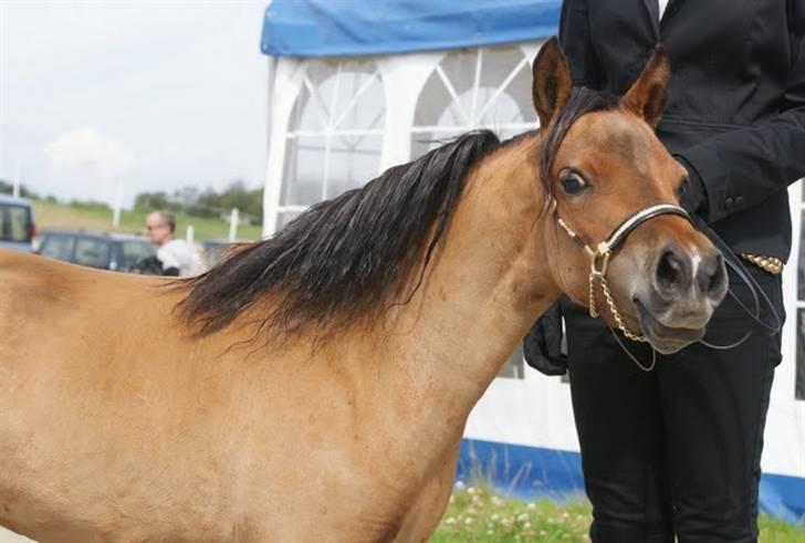 Amerikansk Miniature Kawo's Top Buck Cadeau - MHCE Danish int. open 2009 - Foto: trine Bomholt (: billede 7