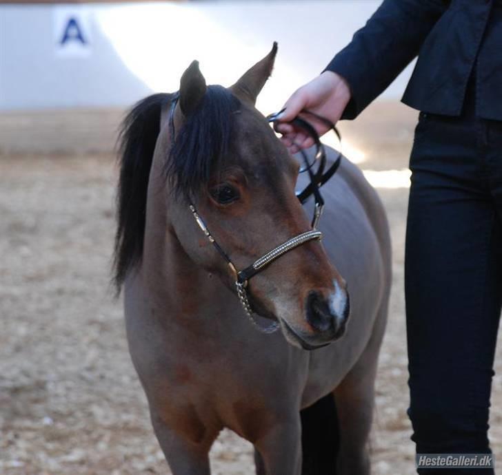 Amerikansk Miniature Kawo's Top Buck Cadeau - 10 april 2010, Cadeau til DMHF kåring. Foto: Yndlingsfotograf, Maria, Team Topper! billede 8