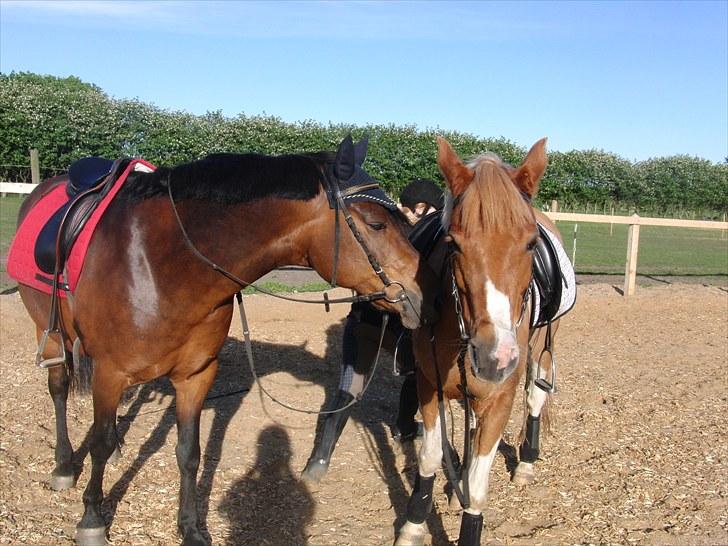 Anden særlig race Balarina Part *SOLGT* - En pony der elsker sin rytter, hvis man sidder stille ;P Håber at i kunne lide billederne? Lig gerne en kommentar<3 Foto; Josephine <3 billede 20