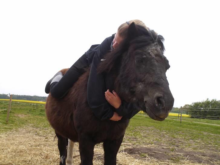 Shetlænder Diana - Diana&´Stine billede 9