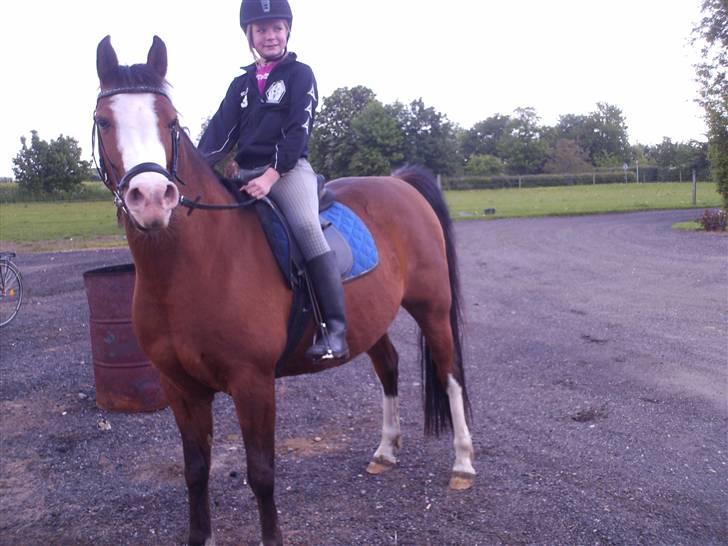 Anden særlig race Smukke - På vej ind på ridebanen billede 8