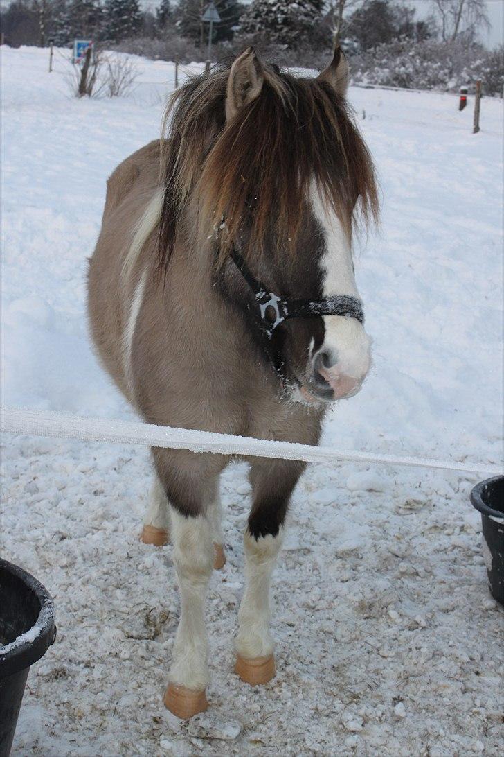 Anden særlig race Surprice - 11) NYT billede 8