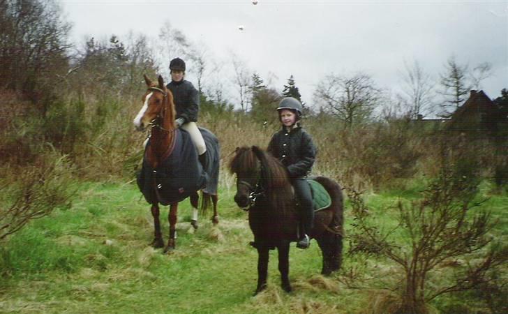 Shetlænder Kongsvads Sorte - Rubin med min søster og Sorte med mig (kopiring ikke tilladt) billede 2