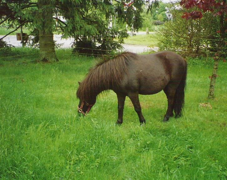 Shetlænder Kongsvads Sorte - Sorte i haven (kopiring ikke tilladt) billede 3