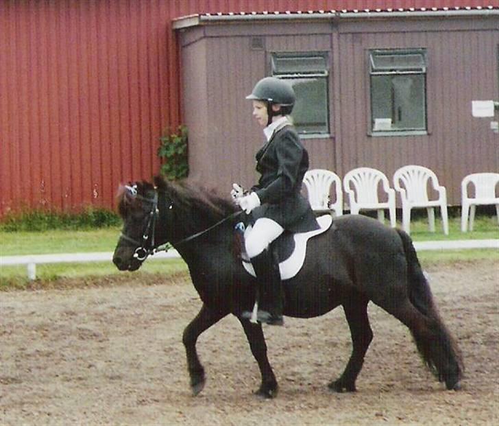 Shetlænder Kongsvads Sorte - Sorte og jeg til vores andet stævne (kopiring ikke tilladt) billede 4