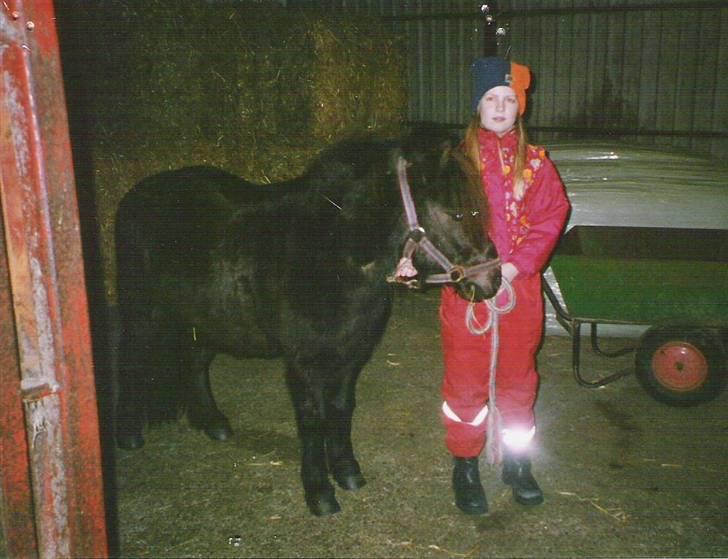 Shetlænder Kongsvads Sorte - Sorte og jeg det sidste år (kopiring ikke tilladt) billede 5