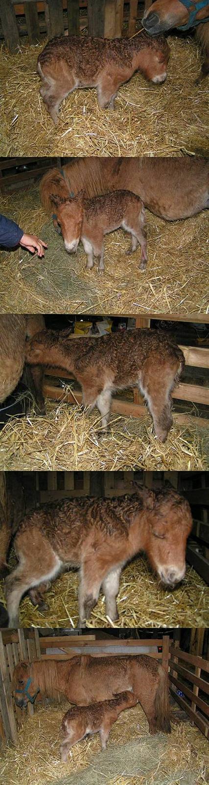 Anden særlig race Sille ll - De første minutter i Silles liv. (´: billede 4