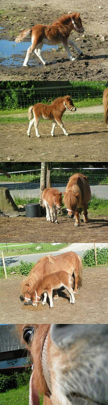 Anden særlig race Sille ll - Sille giver den max gas! :* billede 5