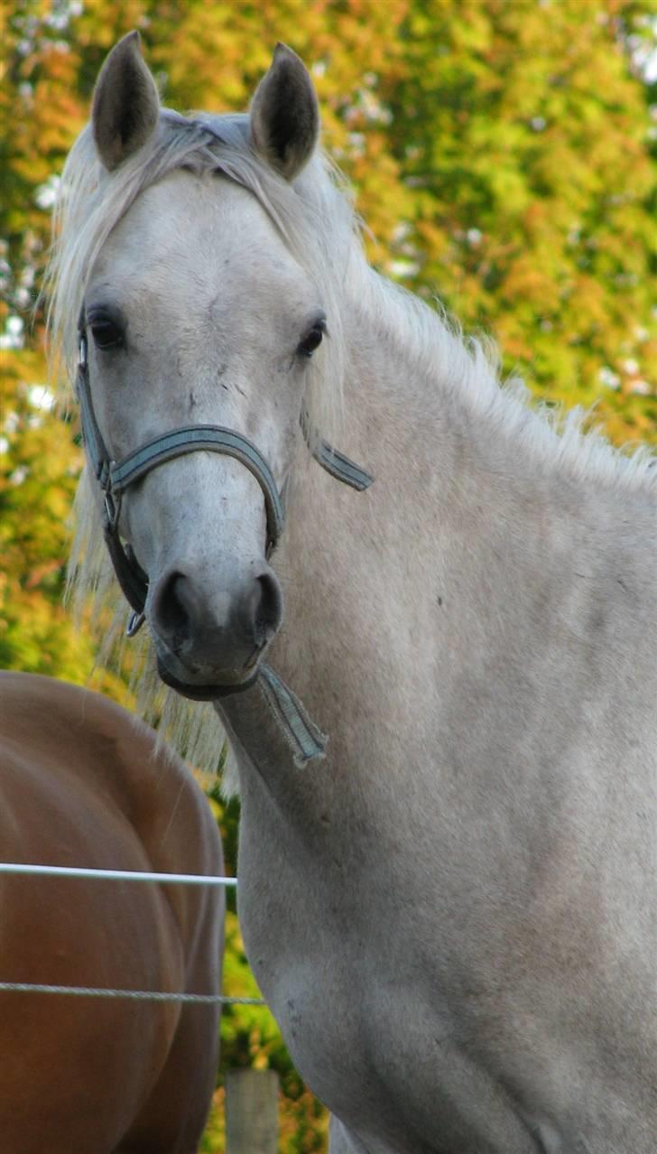 Anden særlig race Kosmo van Klaverborch - 09. billede 11