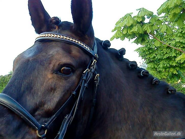 Anden særlig race Prins<3 R.I.P<3 billede 2