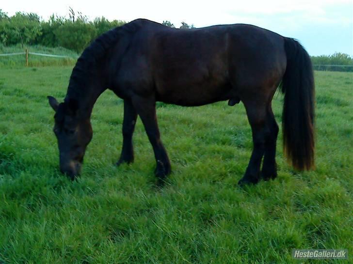 Anden særlig race Prins<3 R.I.P<3 billede 6