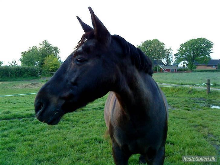 Anden særlig race Prins<3 R.I.P<3 billede 7