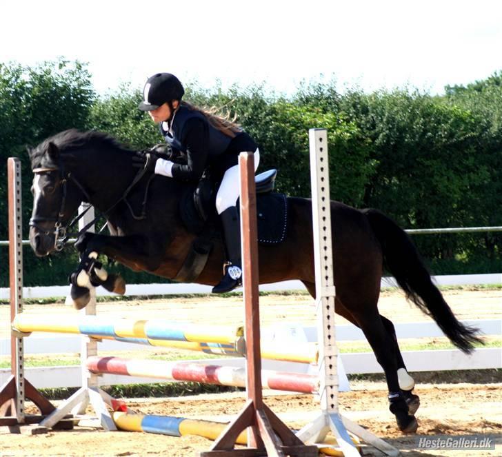 Anden særlig race Dixie Starlight - Solgt - Stævne <3 billede 3