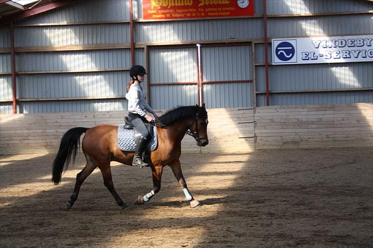 Anden særlig race Mr. Matrix - VELKOMMEN TIL MATRIXEN´S PROFIL! billede 1