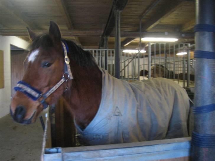 Anden særlig race Mr. Matrix - Vinteren 08 :D bamse matrix xD billede 2