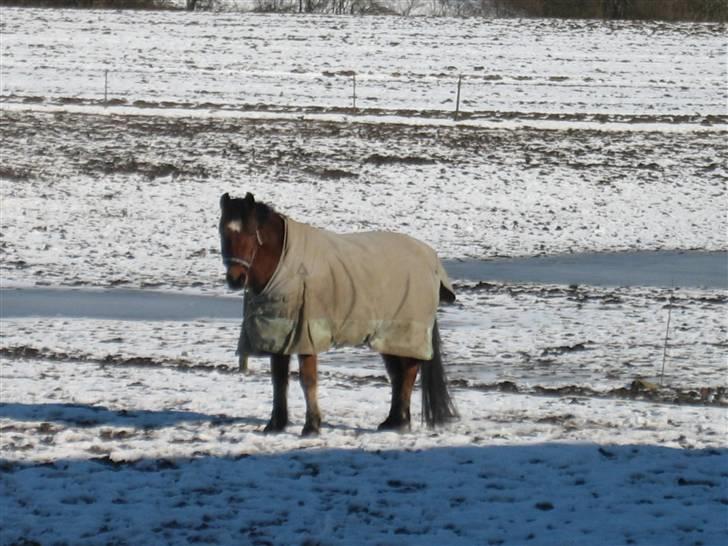 Anden særlig race Mr. Matrix - Trix i sneén gaaamelt billede fra 08 :D billede 3