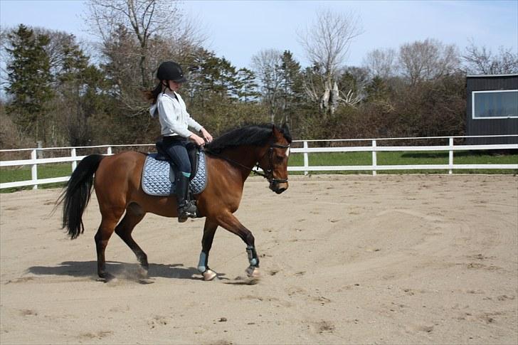 Anden særlig race Mr. Matrix - stramsur på Tåsinge! billede 4