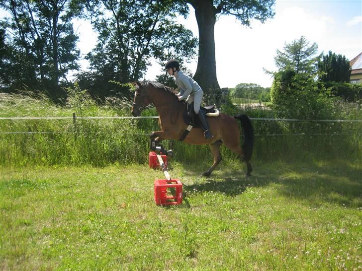 Anden særlig race Mr. Matrix - en af de første gange vi springer der hjemme! billede 5