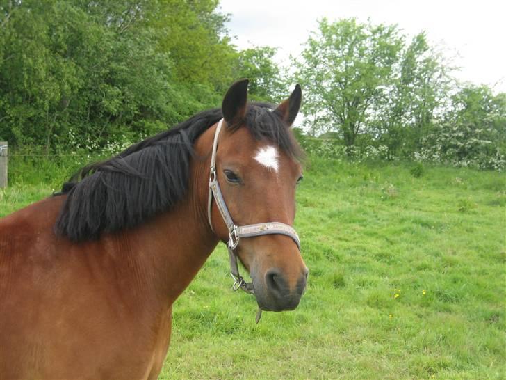 Anden særlig race Mr. Matrix - Godmorgen :/ billede 6