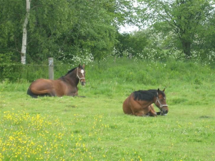 Anden særlig race Mr. Matrix - Matrix sover på folden, sammen med Emil R.I.P. ... savner den kæmpe hest :´( billede 7