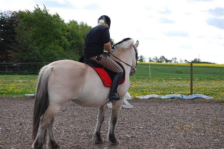 Fjordhest Houbæk's Hitra - 10-05-2009  Ude og kigge på hende.. Det er hende der havde hende før der rider..:) billede 1