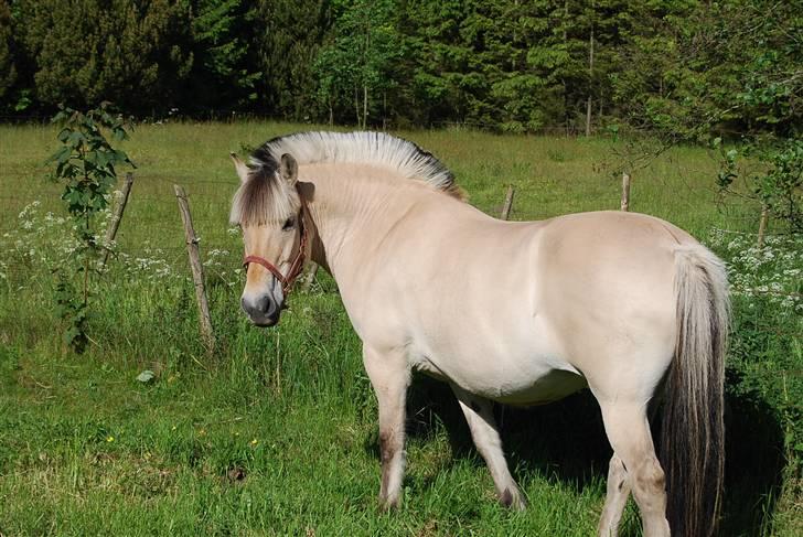 Fjordhest Houbæk's Hitra - 30-05-2009 billede 2