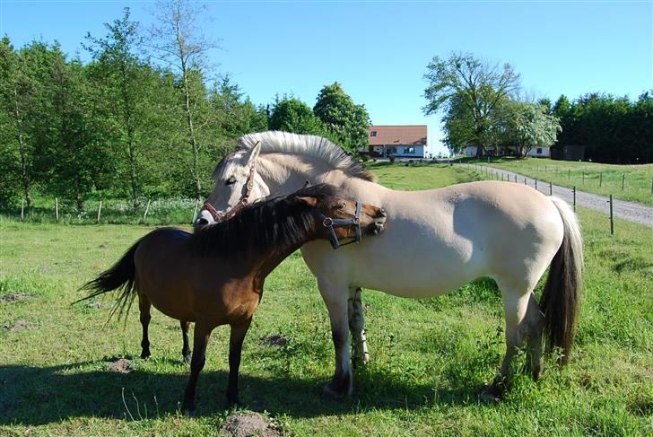 Fjordhest Houbæk's Hitra - 30-05-2009 De er bare blevet super venner.. Men der er ingen tvivl Hitra er føren i den her lille flok..) billede 3