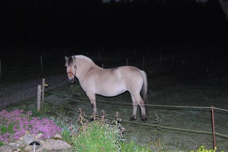 Fjordhest Houbæk's Hitra billede 4