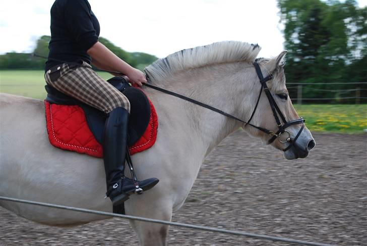 Fjordhest Houbæk's Hitra - 10-05-2009 Smukke smukke Hitra..:D billede 5