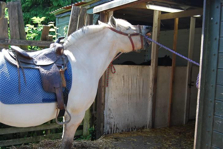 Fjordhest Houbæk's Hitra billede 6