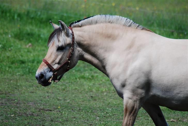 Fjordhest Houbæk's Hitra billede 7