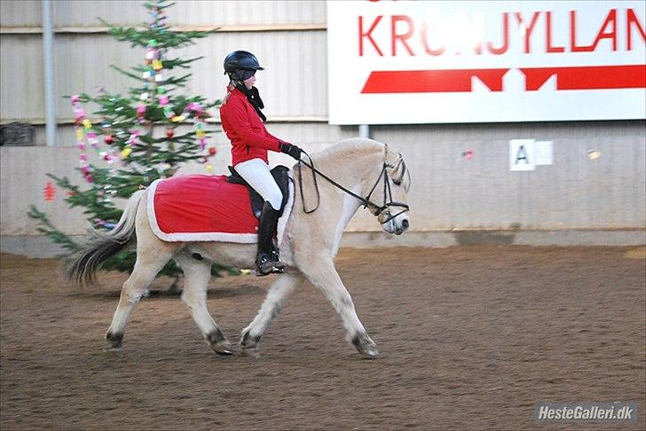 Fjordhest Ivan bøgely - 15) Ivan og mig til julestævne i HARK 2010 - LA1 :D foto: Sara Johansen :) billede 12