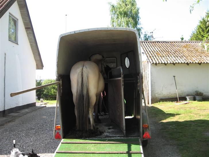 Fjordhest Houbæk's Hitra - 25-05-2009 Så kom hun hjem..:D Fotograf Mor billede 8