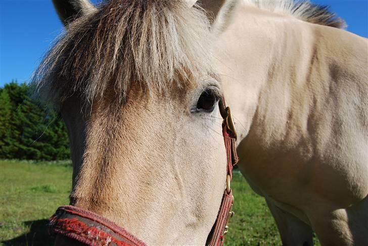 Fjordhest Houbæk's Hitra - 30-05-2009 Hun er simpelthen så nysgerrig..<3 billede 9