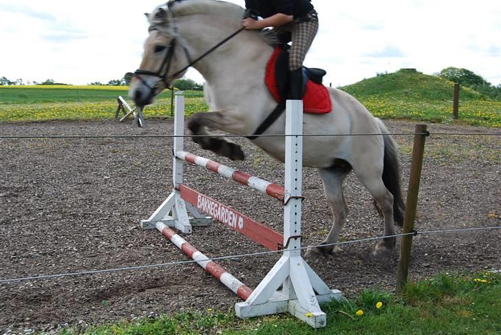 Fjordhest Houbæk's Hitra - 10-05-2009 Hun er da bare dygtig..) billede 10
