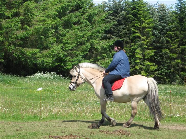 Fjordhest Houbæk's Hitra - 31-05-2009 Ja det gik jo fint nok.. billede 11