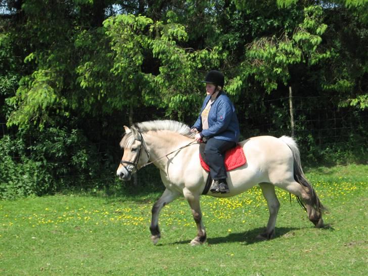 Fjordhest Houbæk's Hitra - 31-05-2009 Hun ville nu helst ikke væk fra Coco..^^" billede 12