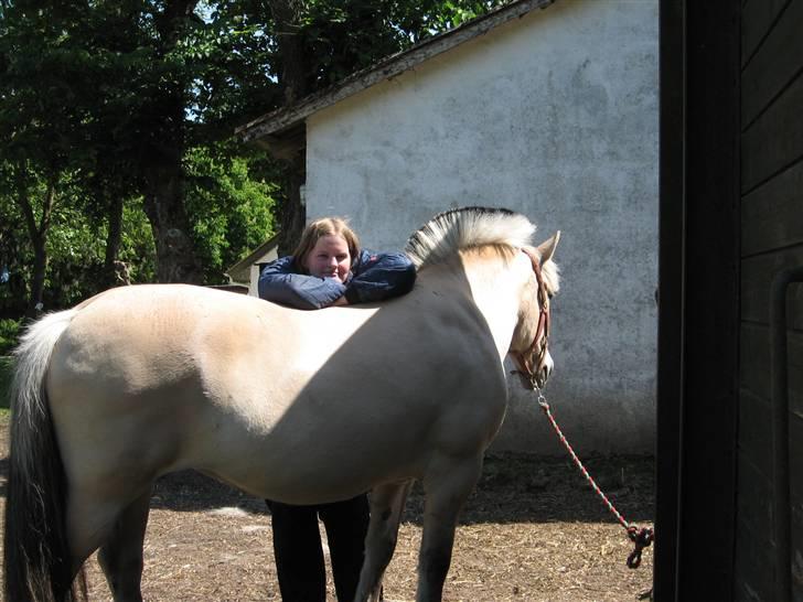Fjordhest Houbæk's Hitra billede 13